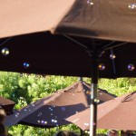 Castaway wedding audience celebrates with bubbles